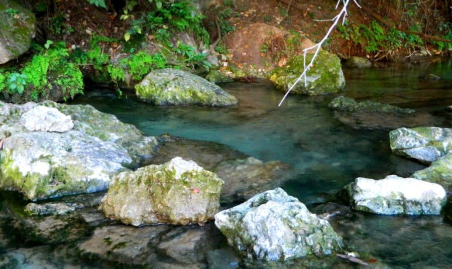 Austin: Journey to the Springs Guided Tour - Lady Bird Lake paddling: wildlife, aquatic plants, and skyline photos