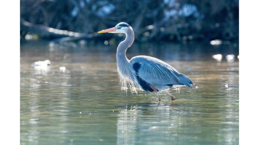 Austin: Journey to the Springs Guided Tour - The two-mile round trip: pacing, timing, and when to expect the dip