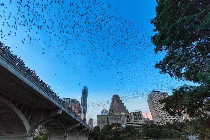 Congress Avenue Bat Bridge Kayak Tour in Austin - Why watching Congress Avenue bats from a kayak feels different