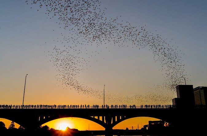 Congress Bridge Kayaking Bat Tour - Who this tour fits best (and who should reconsider)