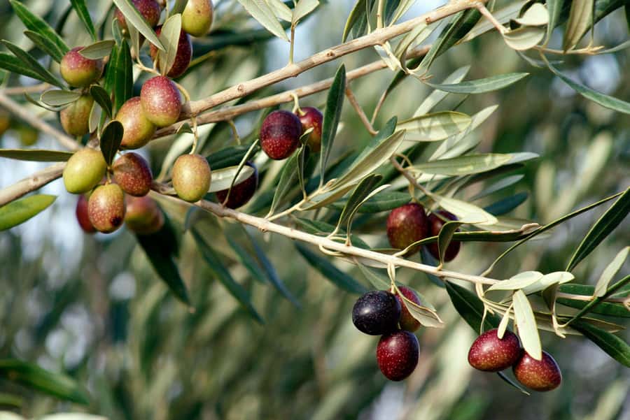 Dripping Springs: Olive Oil and Balsamic Vinegar Tasting - Getting Oriented at Texas Hill Country Olive Co. Headquarters