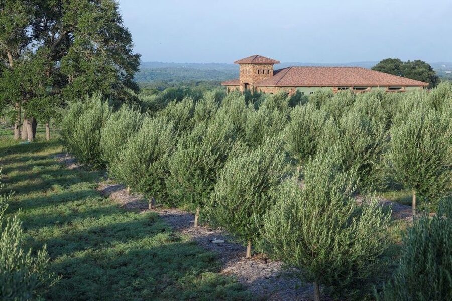 Dripping Springs: Olive Oil and Balsamic Vinegar Tasting - The Making Lesson: How Olive Oil and Vinegar Are Created