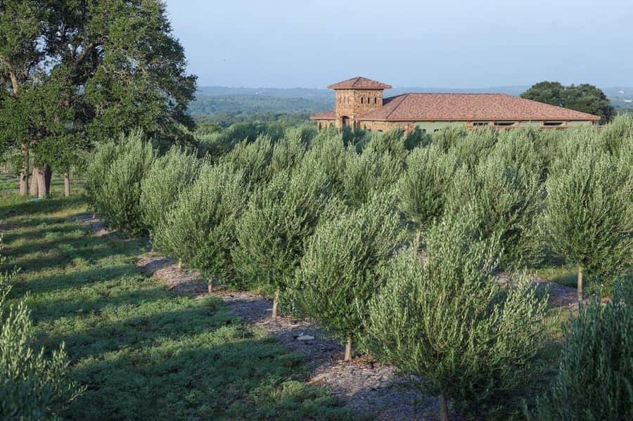 Dripping Springs: Olive Oil and Balsamic Vinegar Tasting - What You Taste: Extra Virgin Olive Oil and Balsamic Vinegar Basics