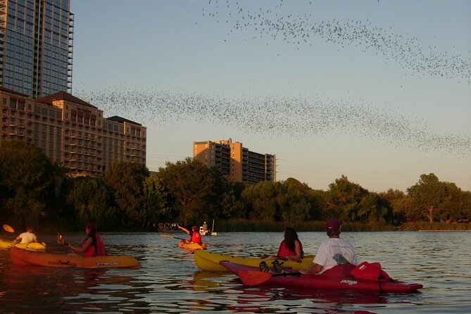 Evening Bat Watching Kayak Tour - The Bat-Watching Moment: Spotting From the Best Viewing Area