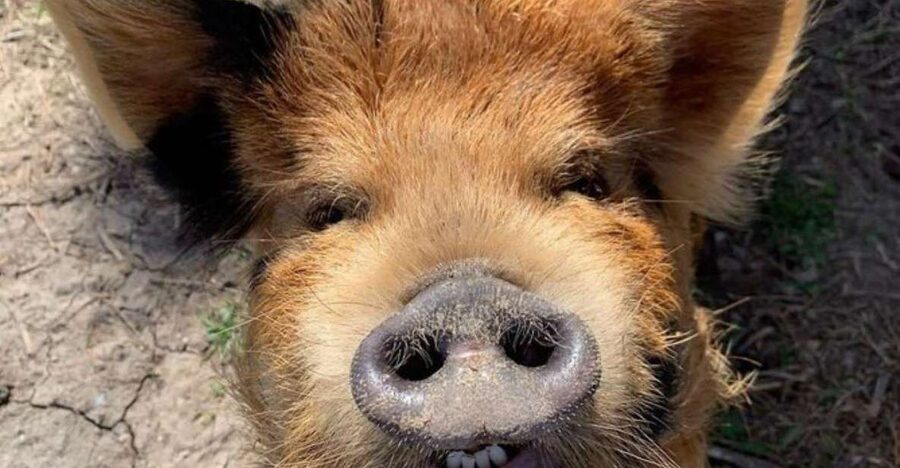 Hutto Texas: Kune kune Pig Farm Visit - Key Highlights You’ll Actually Care About