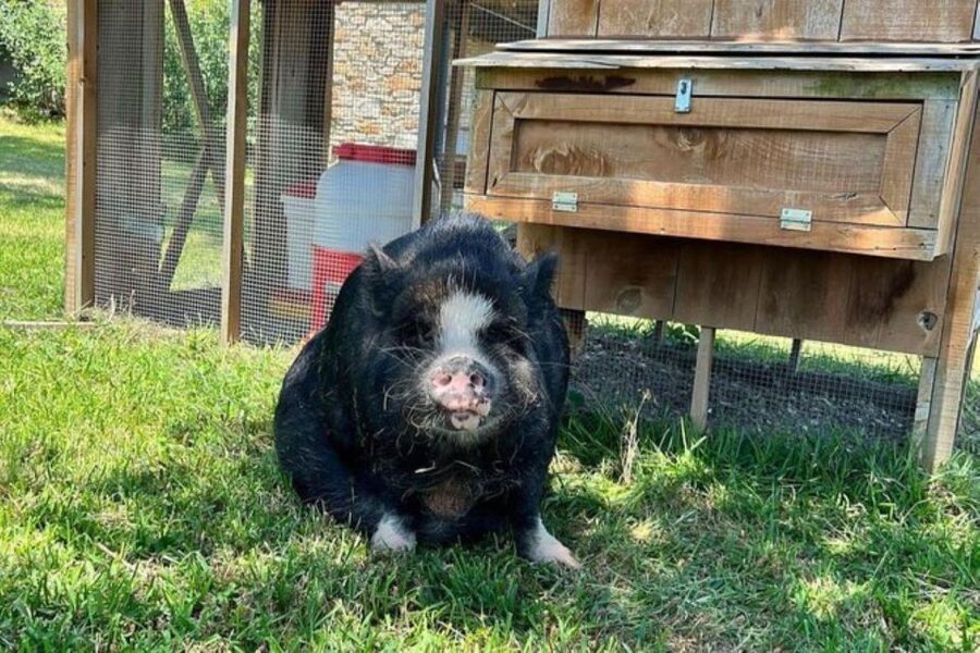 Hutto Texas: Kune kune Pig Farm Visit - Kunekune Pig Time at Best Place Farms (Hutto, Texas)