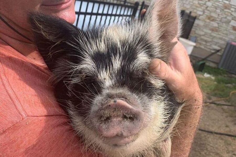 Hutto Texas: Kune kune Pig Farm Visit - Stop-by-Stop: What Happens at Best Place Farms