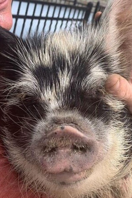 Hutto Texas: Kune kune Pig Farm Visit - The Farm Animals Beyond Pigs