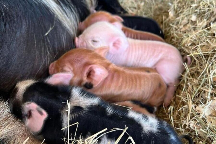 Hutto Texas: Kune kune Pig Farm Visit - Who This Tour Fits Best