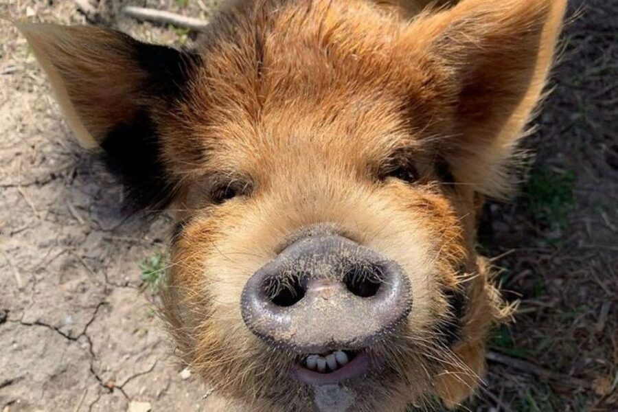 Hutto Texas: Kune kune Pig Farm Visit - The 45-Minute Guided Tour: How the Timing Really Works