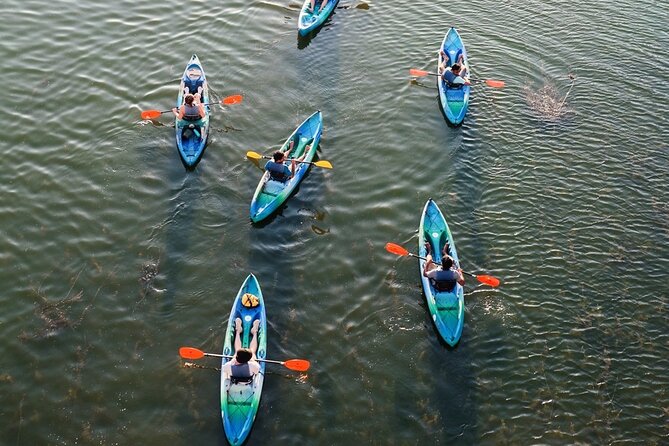 Kayak Rentals on Lady Bird Lake - Wildlife and Water Views: What Makes Lady Bird Lake Special