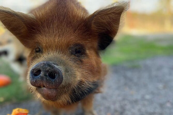 KuneKune Pig Farm Tour - When This Works Best for Your Day
