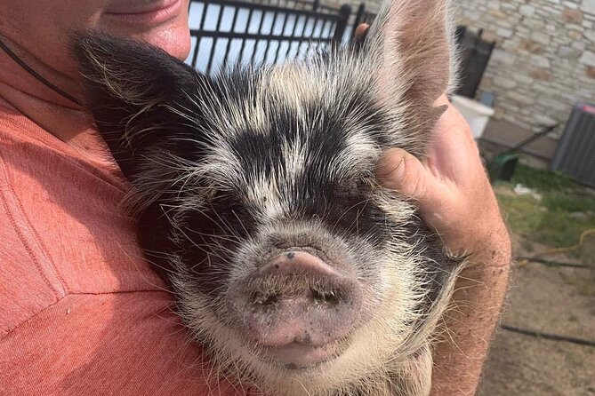 KuneKune Pig Farm Tour - The 45-Minute Walk Through Best Clucking Place Farms