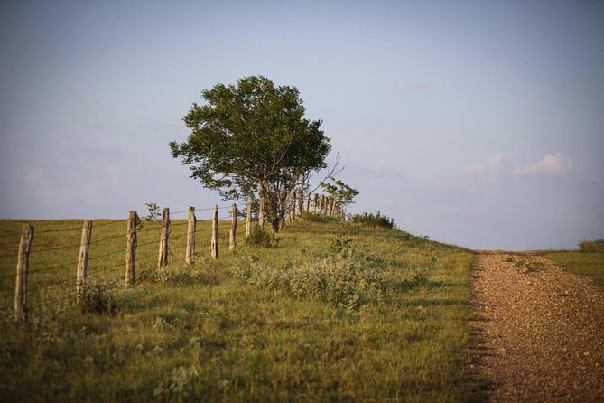 Texas Hill Country Group Wine Tour by Limousine - Key highlights you’ll feel right away