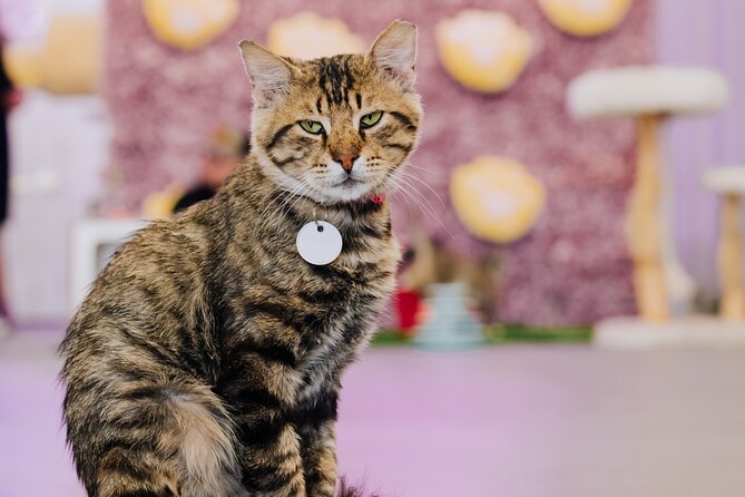 Ultimate cat experience at Austin's cat cafe - Key highlights you will care about