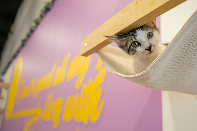 Ultimate cat experience at Austin's cat cafe - What You Really Do at Purrfecto Cat Lounge