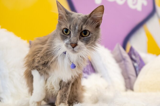 Ultimate cat experience at Austin's cat cafe - The cats: friendly rescue personalities and how to get the best interaction