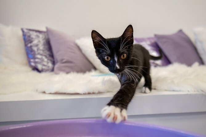 Ultimate cat experience at Austin's cat cafe - Cleanliness, restrooms, and the one thing you should be honest about