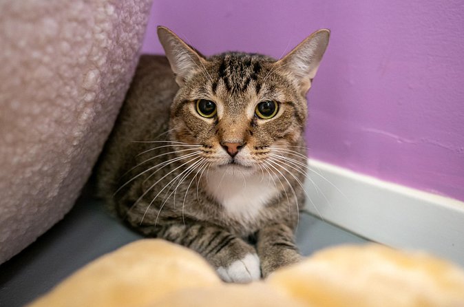 Ultimate cat experience at Austin's cat cafe - Toys included: why it matters more than you think