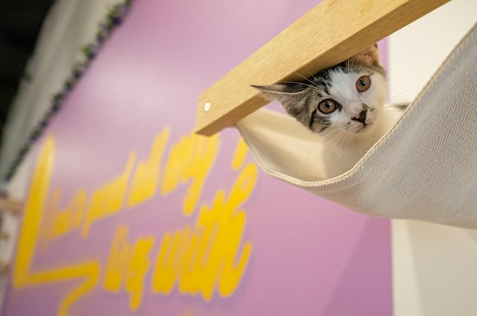 Ultimate cat experience at Austin's cat cafe - Drinks and food: what is extra and what is included