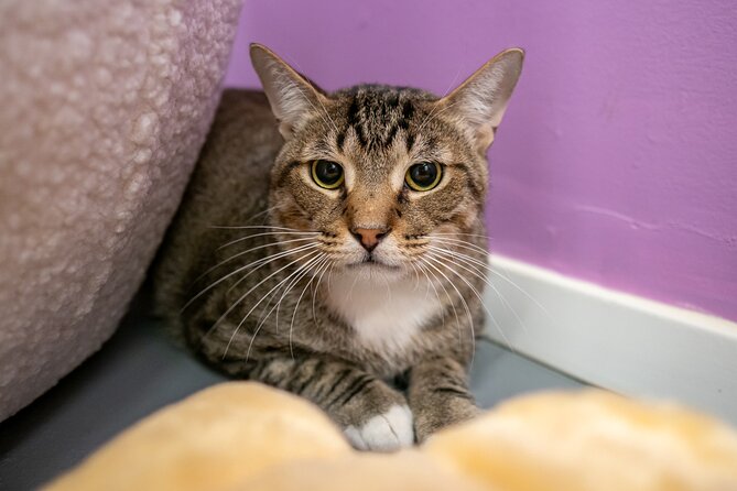 Ultimate cat experience at Austin's cat cafe - Price and value: is $18.74 worth it?