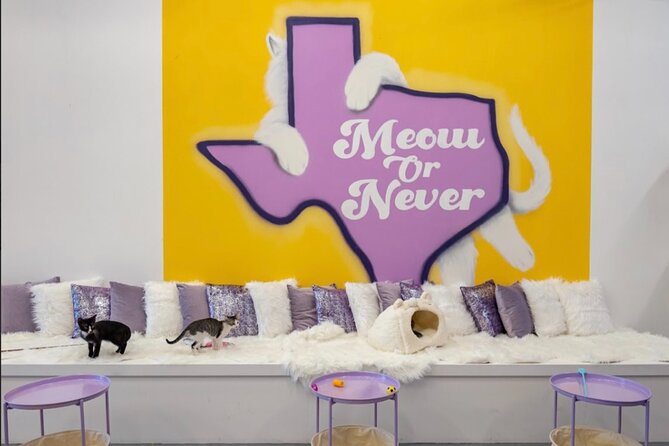 Ultimate cat experience at Austin's cat cafe - Timing and how the lounge feels when you arrive